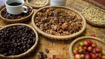 Giá cà phê hôm nay 17/1: Tăng 300 - 500 đồng/kg