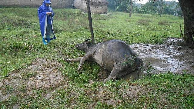 Nghệ An mất 400 con gia súc và nhiều diện tích mà do giá rét