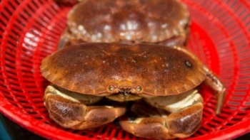 Cua siêu gạch Na Uy ồ ạt về Việt Nam