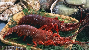 Việt Nam đang trở thành thị trường tiêu thụ tôm hùm, cua hoàng đế