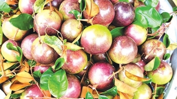 Vú sữa Cần Thơ không trúng mùa nhưng được giá cao