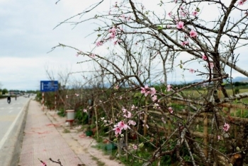 Thương lái cấp tập "xuống tiền" sớm vì lệnh cấm chặt đào rừng