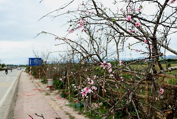 Thương lái cấp tập