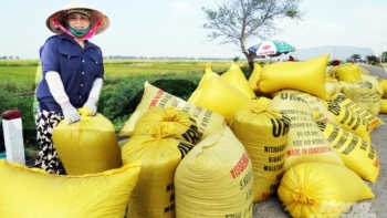 Lúa Thu - Đông được giá, người dân ồ ạt "xuất kho"