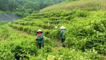 Hà Nội sẽ phát triển cây dược liệu gắn với tiêu thụ