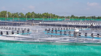 Bến Tre tập trung phát triển nuôi tôm biển công nghệ cao
