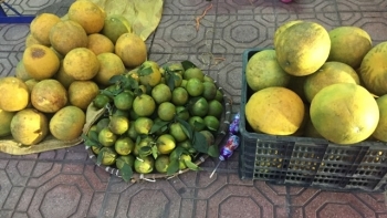Do đâu bưởi Diễn Tuyên Quang bán giá rẻ vẫn không hút khách?