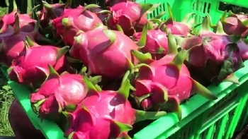 Cuối năm loay hoay tìm đầu ra cho thanh long