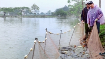 Hà Nội tăng cường công tác quản lý phát triển nuôi trồng thủy sản