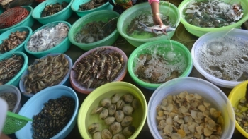 Quảng Ninh phát triển bền vững nguồn lợi thủy hải sản