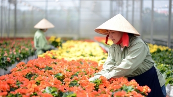 Thị trường hoa Tết 2021: Thấp thỏm vì dịch bệnh