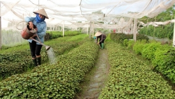 Hà Nội quyết tâm loại bỏ hợp tác xã hoạt động kém hiệu quả