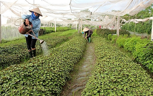 Hà Nội quyết tâm loại bỏ hợp tác xã hoạt động kém hiệu quả