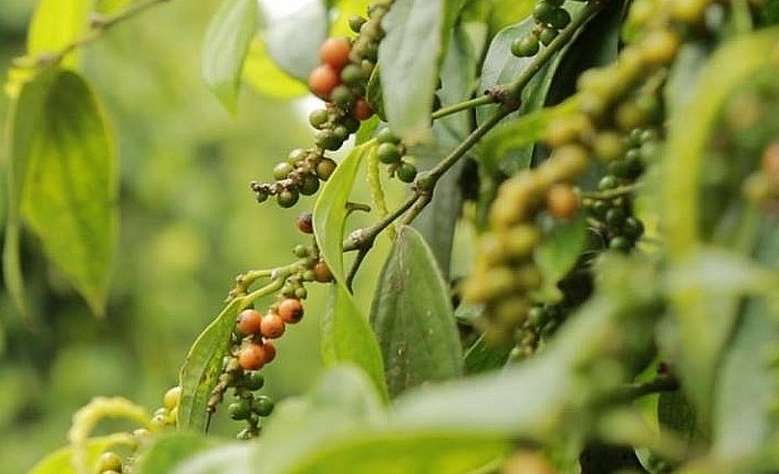 Giá hồ tiêu hôm nay 4/2: Giảm nhẹ