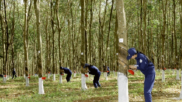 Cao su Tây Ninh hạ mục tiêu lợi nhuận năm 2021 còn 50% so với năm 2020