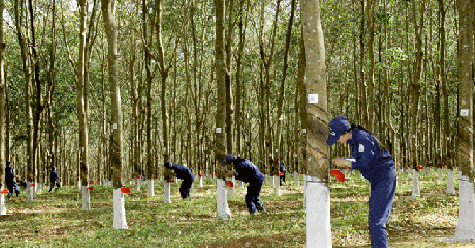 Cao su Tây Ninh hạ mục tiêu lợi nhuận năm 2021 còn 50% năm 2020 Cao su Tây Ninh hạ mục tiêu lợi nhuận năm 2021 còn 50% năm 2020