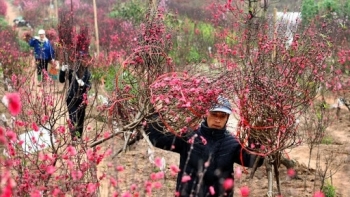 Thị trường hoa Tết 2021: Đào, quất hạ giá vẫn không hút khách