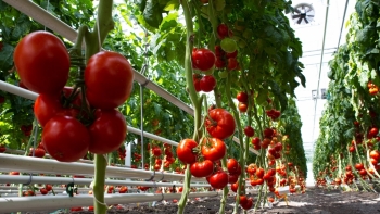 Đài Loan sẽ xét nghiệm Tombamovirus ớt chuông, cà chua nhập khẩu