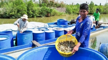 Năm 2021, Sóc Trăng đặt mục tiêu thả nuôi 51 nghìn ha tôm nước lợ