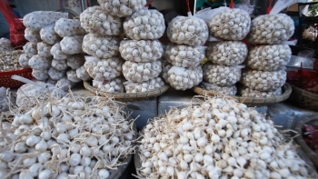 Người huyện đảo ăn Tết buồn vì tỏi Lý Sơn mất giá