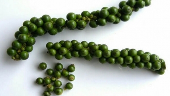 Giá hồ tiêu hôm nay 17/2: Tiếp tục ổn định