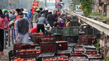 Người dân Thủ đô tích cực giải cứu nông sản cho Hải Dương