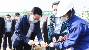 Hà Nội sẽ trồng 300 nghìn cây xanh trong năm 2021