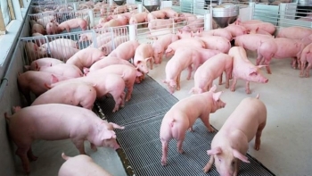 Đẩy mạnh tái đàn lợn gắn với phòng, chống dịch