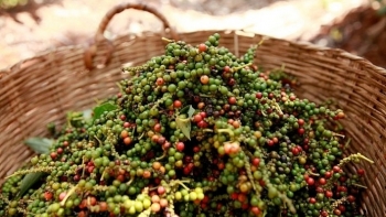 Giá hồ tiêu hôm nay 24/2: Chạm mốc 54.500 đồng/kg