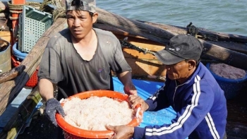 Trúng đậm ruốc biển, ngư dân Bình Định đón lộc đầu năm
