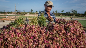 Tỏi mất giá, người Lý Sơn trồng hành tím trái vụ