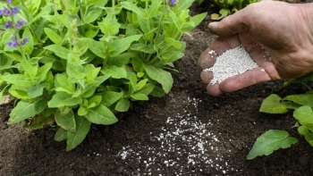 Giá phân bón nhập khẩu về Việt Nam tăng đột biến