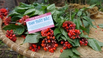 Lào Cai: Phát triển cây tam thất bắc và tam thất nam