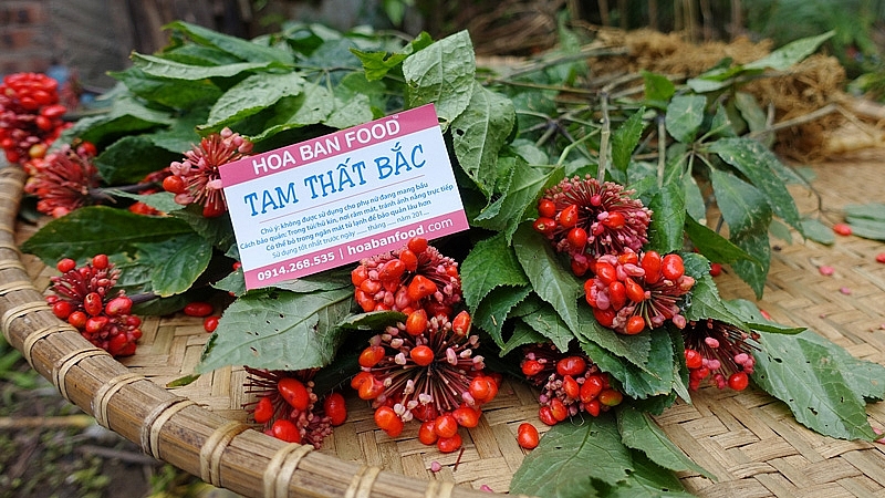 Lào Cai cung cấp giống tam thất bắc và nam cho