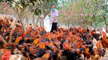 Sau rau củ, Hải Dương muốn kết nối tiêu thụ gà đồi Chí Linh