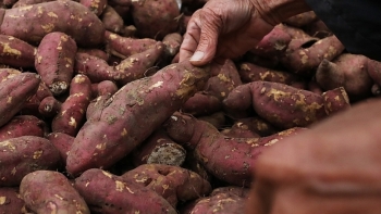 Khoai lang Đồng Tháp - sản phẩm OCOP hướng tới xuất khẩu