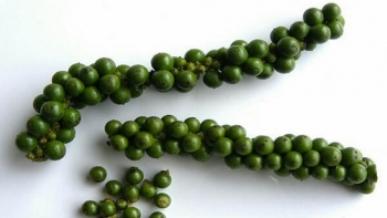 Giá hồ tiêu hôm nay 1/3: Neo ở mức cao