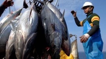 Chống khai thác hải sản bất hợp pháp là nhiệm vụ cấp bách