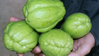 Nông sản Nghệ An, Huế rẻ bèo vẫn vắng người mua