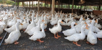Đồng Tháp tập trung phát triển nuôi vịt bền vững
