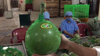 Bến Tre sắp có khu phức hợp thu mua và chế biến bưởi da xanh