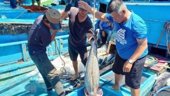 Đơn hàng cá ngừ nhiều, doanh nghiệp lo thiếu