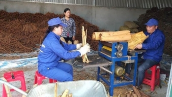 Xây dựng chuỗi liên kết sản xuất, tiêu thụ lâm sản tại Lào Cai