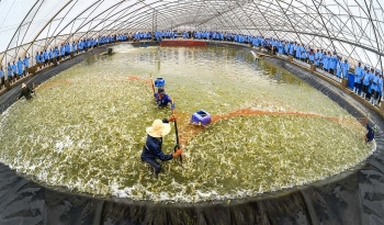 Phú Yên muốn có khu nuôi tôm công nghệ cao