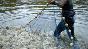 Tỷ lệ cấp mã số cơ sở nuôi tôm nước lợ quá thấp