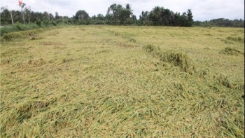 Mưa gió giật mạnh khiến hàng trăm ha lúa tại Ninh Thuận bị thiệt hại