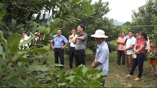 Cần xây dựng thương hiệu mắc ca Việt Nam