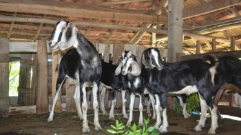 Người dân thu lợi lớn, ổn định kinh tế nhờ chăn nuôi dê