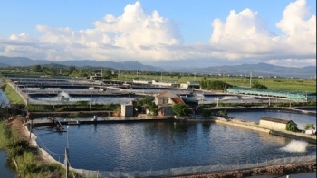 Quảng Ninh nuôi thâm canh tôm thẻ chân trắng gắn với tiêu thụ sản phẩm