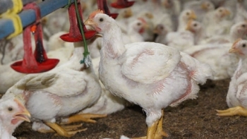 Giá gà công nghiệp: Miền bắc - miền nam chênh nhau 60%